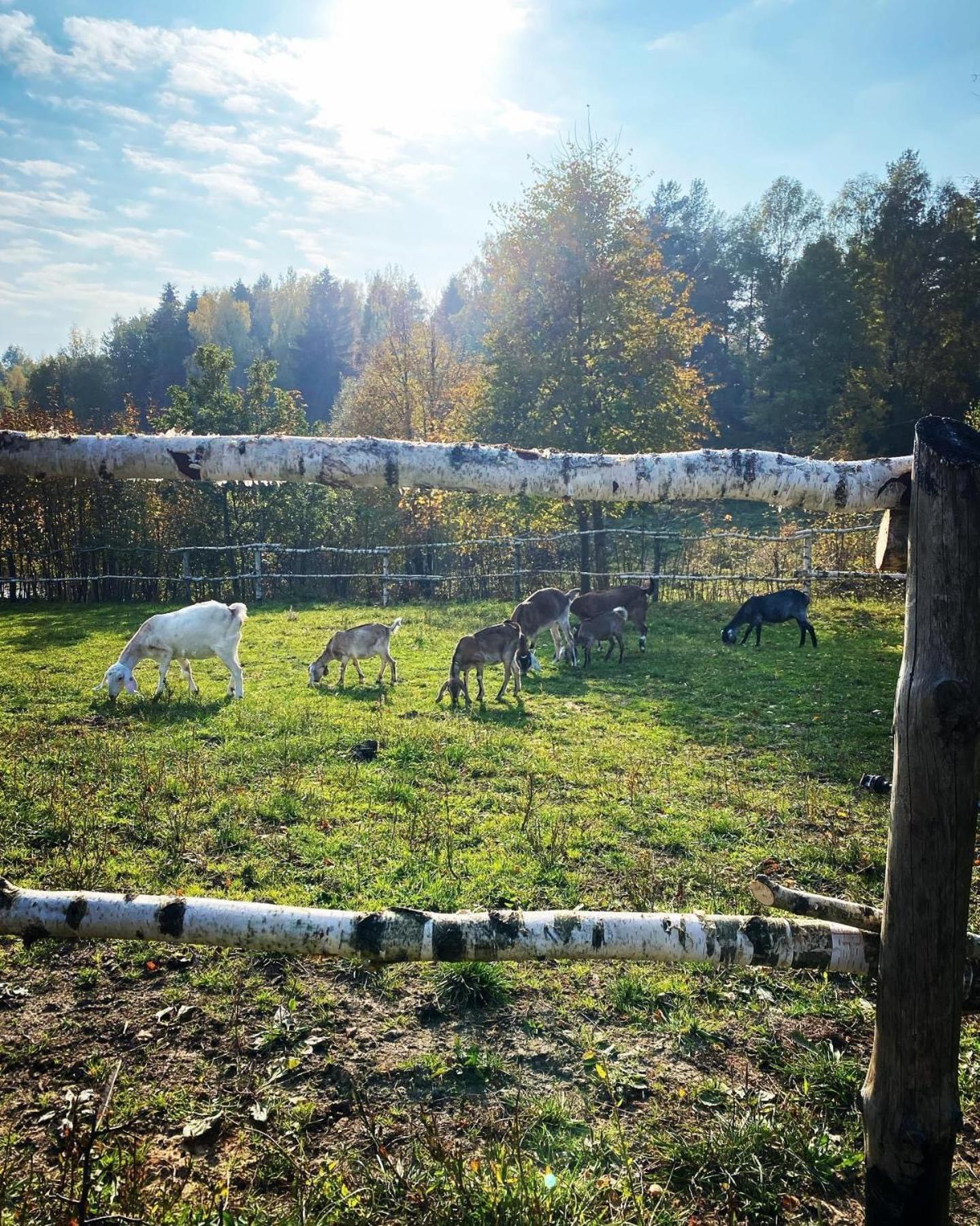 Koziula - Domki I Lesne Spa Na Kaszubach Пшевиц Екстериор снимка